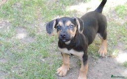 Mixed Breed dogs for sale: Mixed Breed Pups - Image 28