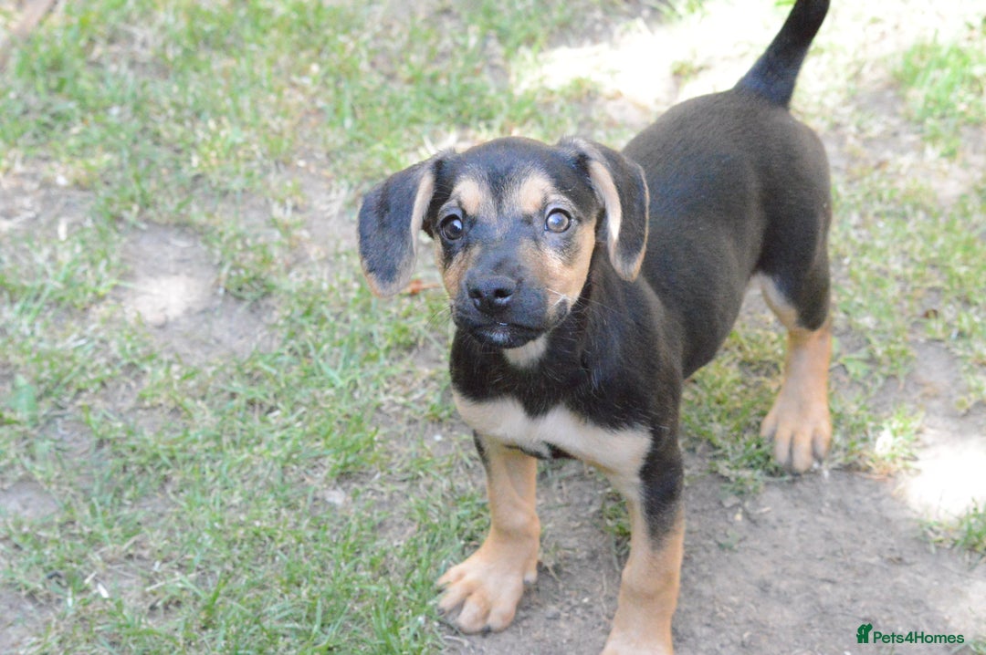 Mixed Breed dogs for sale: Mixed Breed Pups - Image 28