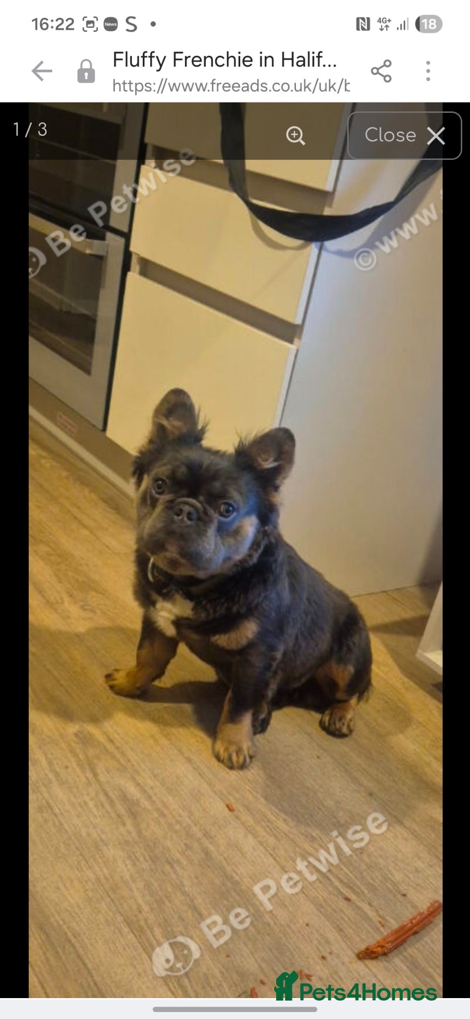French Bulldog dogs Male fluffy frenchie for sale  - Advert 5