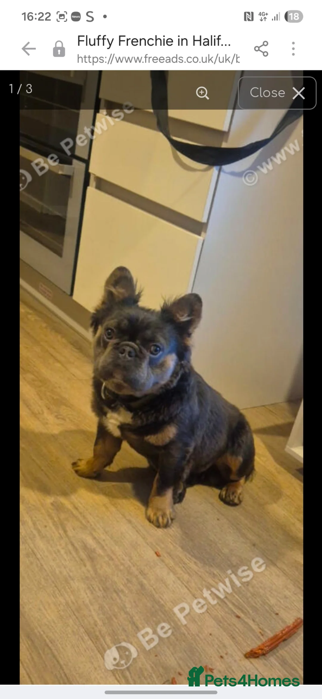 French Bulldog dogs for sale: Male fluffy frenchie for sale  - Advert 1