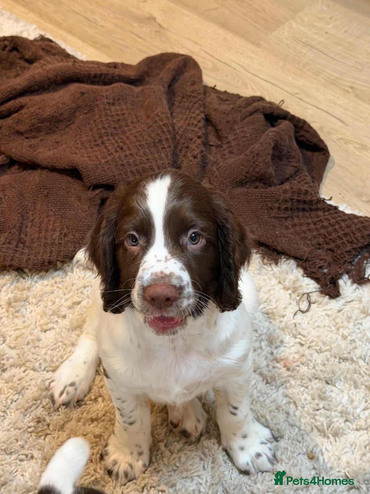 English Springer Spaniel dogs KC Reg working English springer spaniels - Advert 7