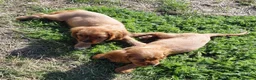 Cavalier King Charles Spaniel dogs for sale: 🐾 Beautiful Cockalier Puppies 🐾 - Advert 10