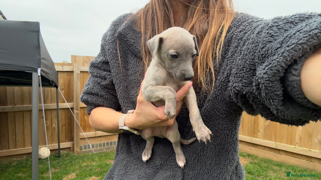 Whippet dogs for sale: OUTSTANDING PRESTIGIOUS LAGUNA BLUE WHIPPETS! KC - Image 33