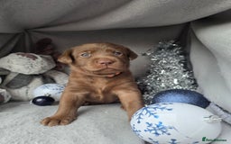 Labrador Retriever dogs for sale: Chunky cute lab pups for sale - Image 4