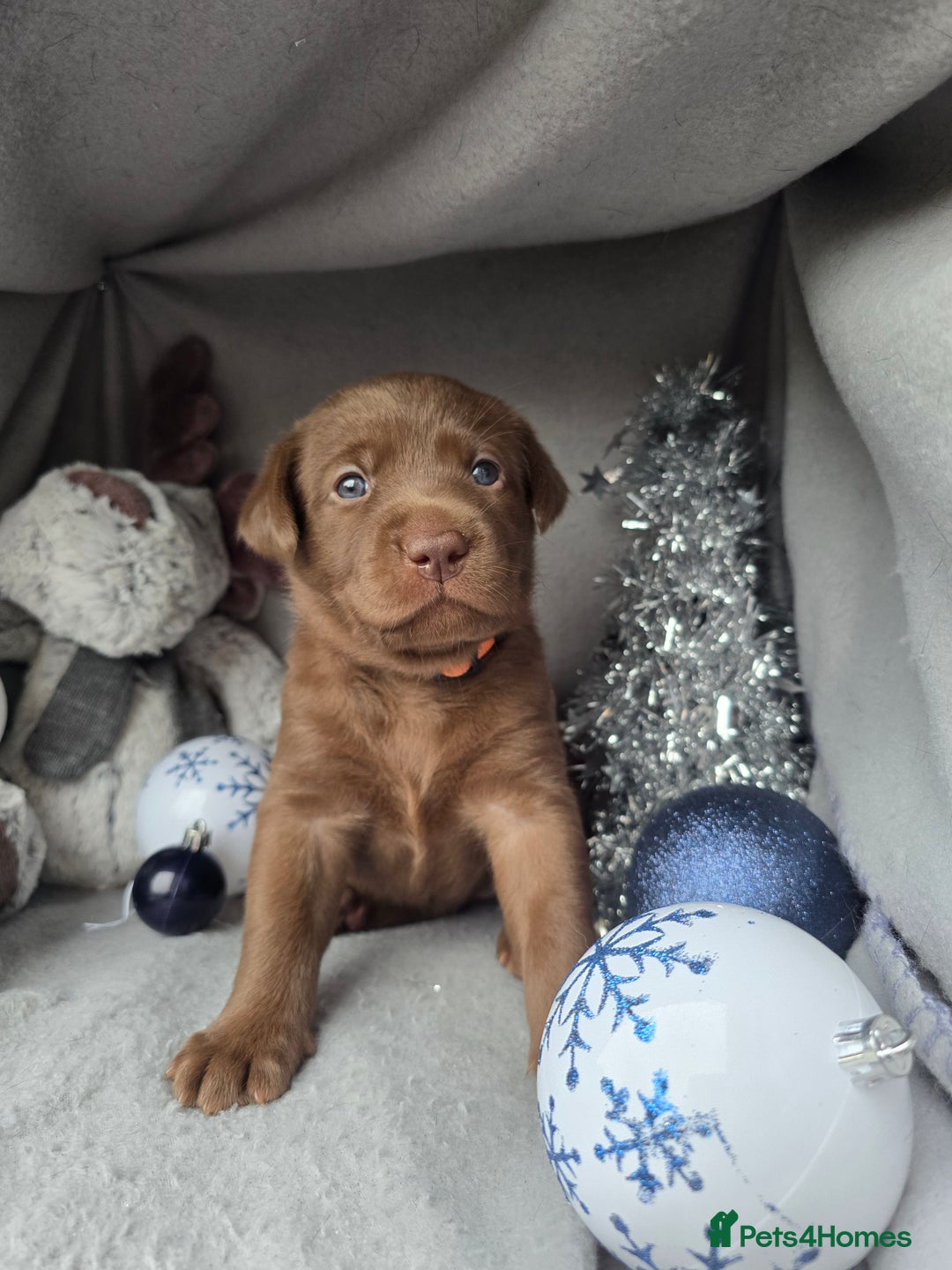 Labrador Retriever dogs for sale: Chunky cute lab pups for sale - Image 4