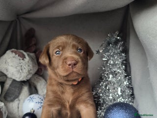Labrador Retriever dogs Chunky cute lab pups for sale - Advert 4