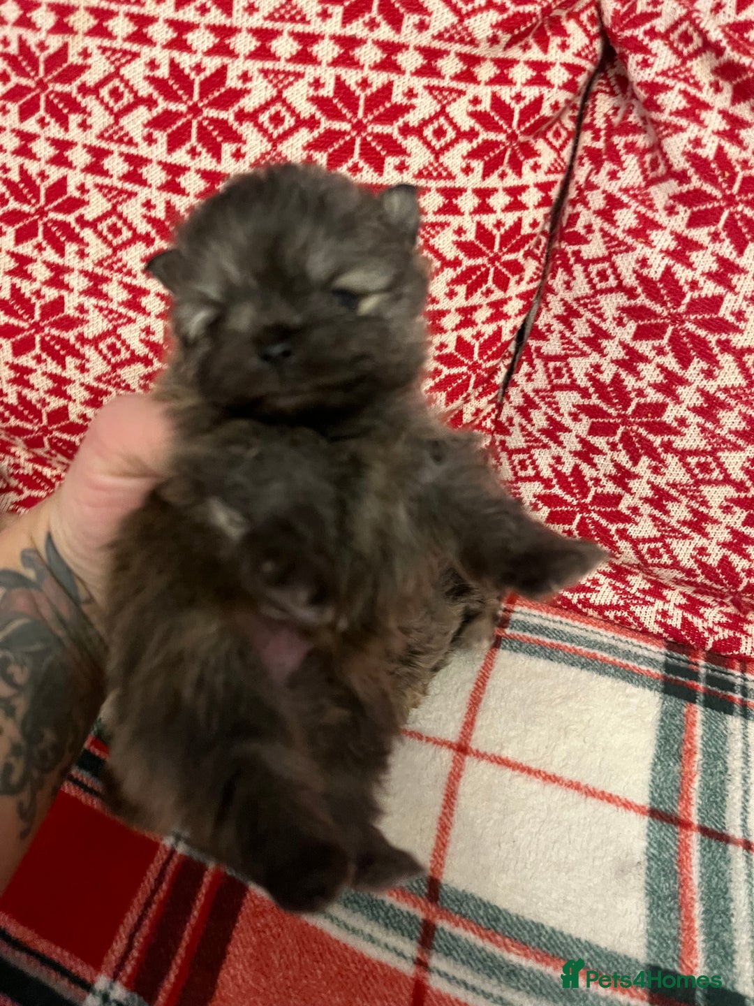 Pomeranian dogs for sale: Stunning Pomeranian puppys - Advert 10