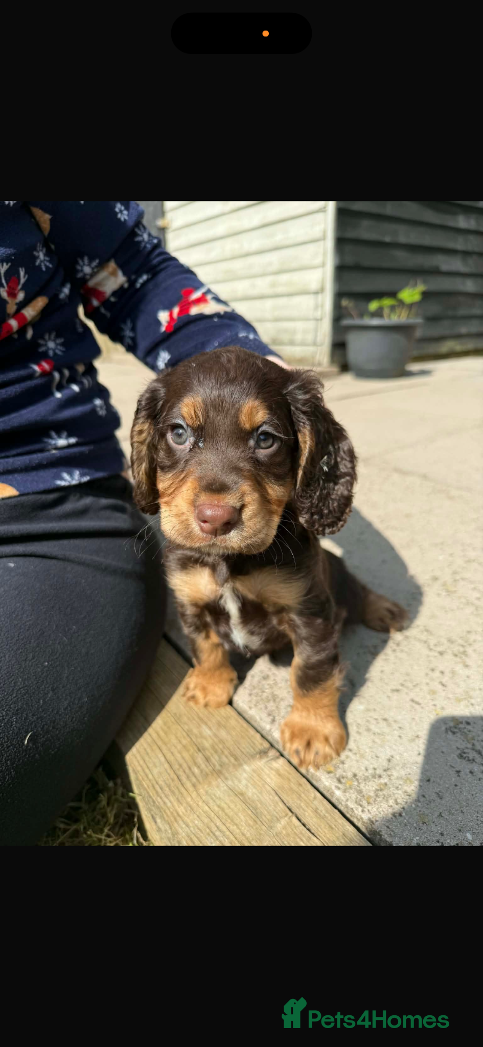 Cocker Spaniel dogs Chocolate and tan working cockers ready now  - Advert 1