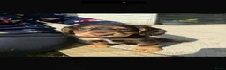 Cocker Spaniel dogs for sale: Chocolate and tan working cockers ready now  - Advert 1