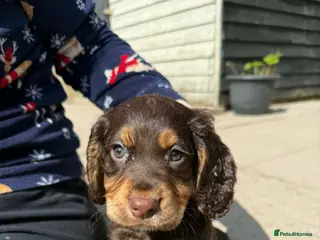 Cocker Spaniel dogs Chocolate and tan working cockers ready now - Advert 1