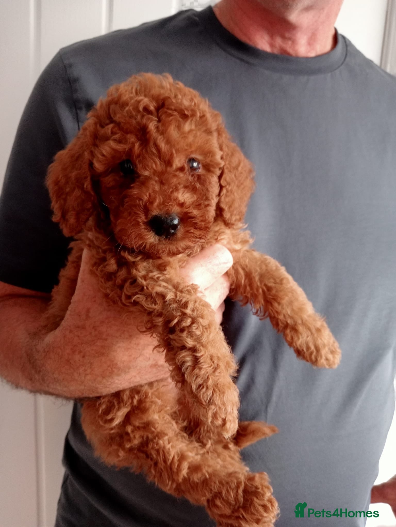 Toy Poodle dogs *****Stunning Fox Red Toy Poodle puppies***** - Advert 1