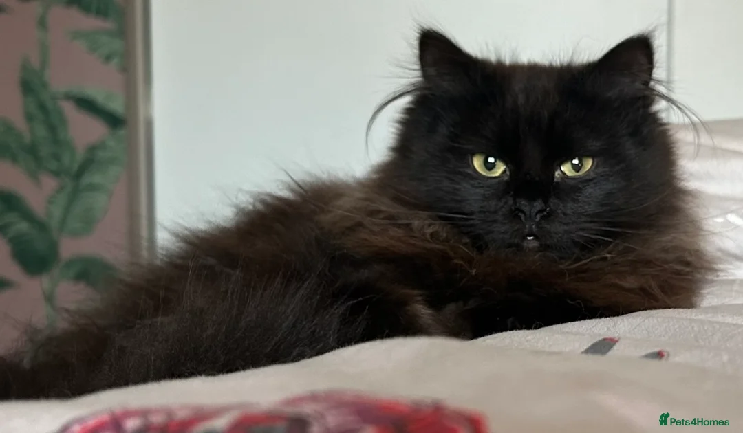 Siberian cats for sale: Beautiful Black Siberian Tica Reg female  - Advert 2