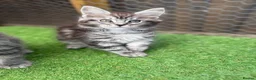 Maine Coon cats for sale: Blue smoke kittens from champion blood line - Advert 2