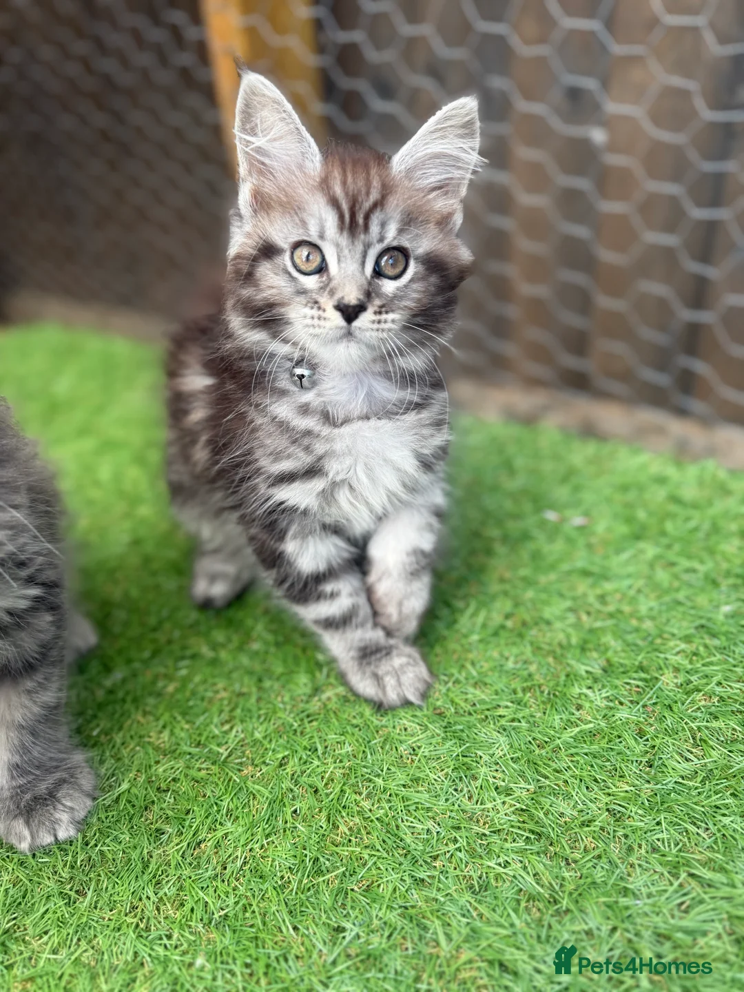 Maine Coon cats for sale: Blue smoke kittens from champion blood line - Advert 2