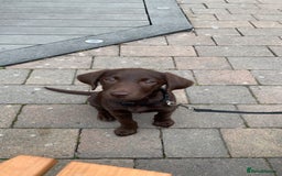 Labrador Retriever dogs for sale: Chocolate Labrador  - Image 2