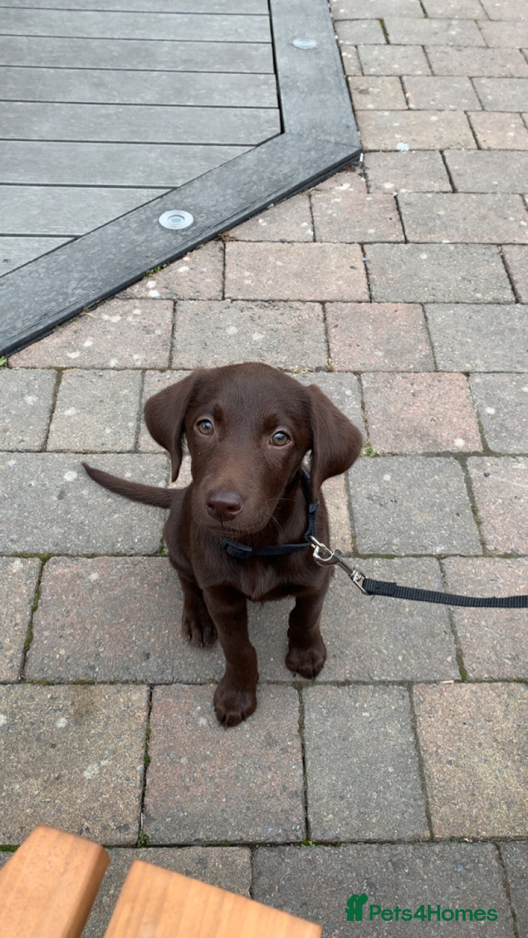 Labrador Retriever dogs for sale: Chocolate Labrador  - Image 2