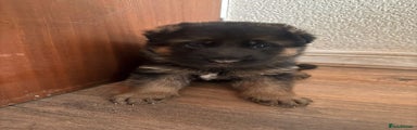 German Shepherd Puppy 1
