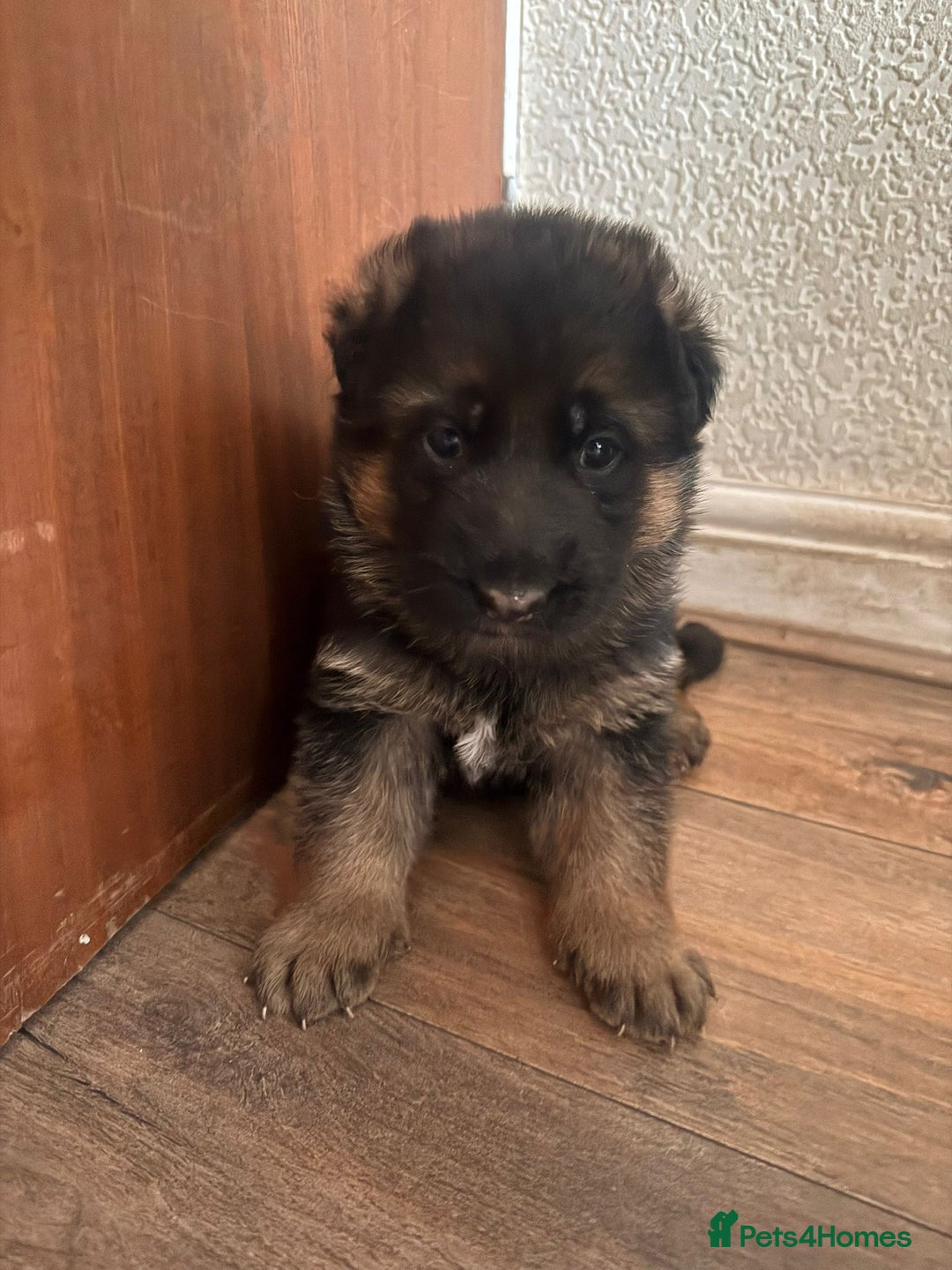 German Shepherd dogs for sale: German shepherd puppies - Advert 1