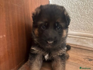 German Shepherd dogs German shepherd puppies - Advert 17