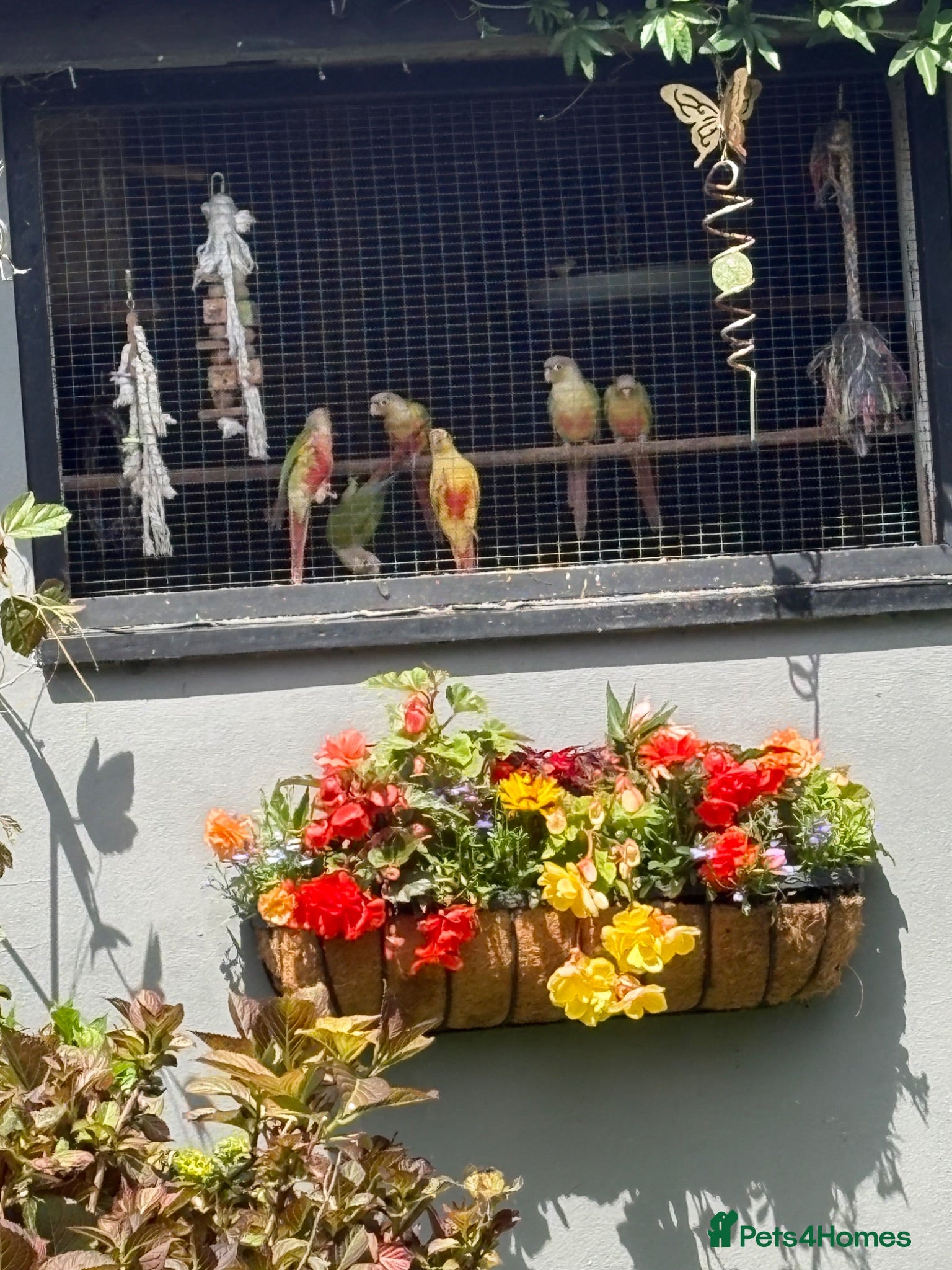 Conures birds Baby conures, parent reared, dna tested - Advert 2