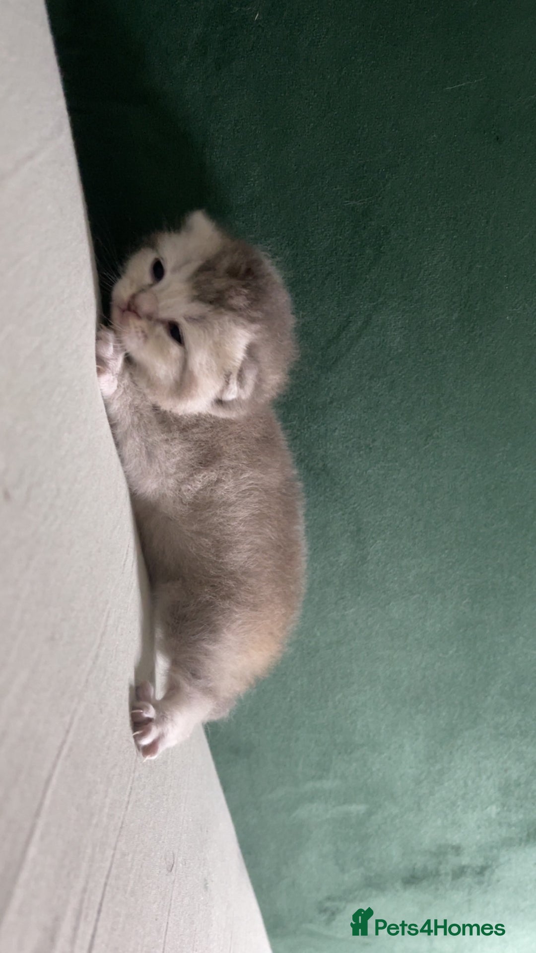 British Shorthair cats for sale: British Shorthair Kittens - Image 11