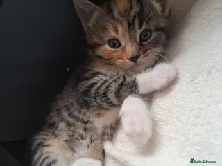 Mixed Breed cats Kittens 🥰 - Advert 18