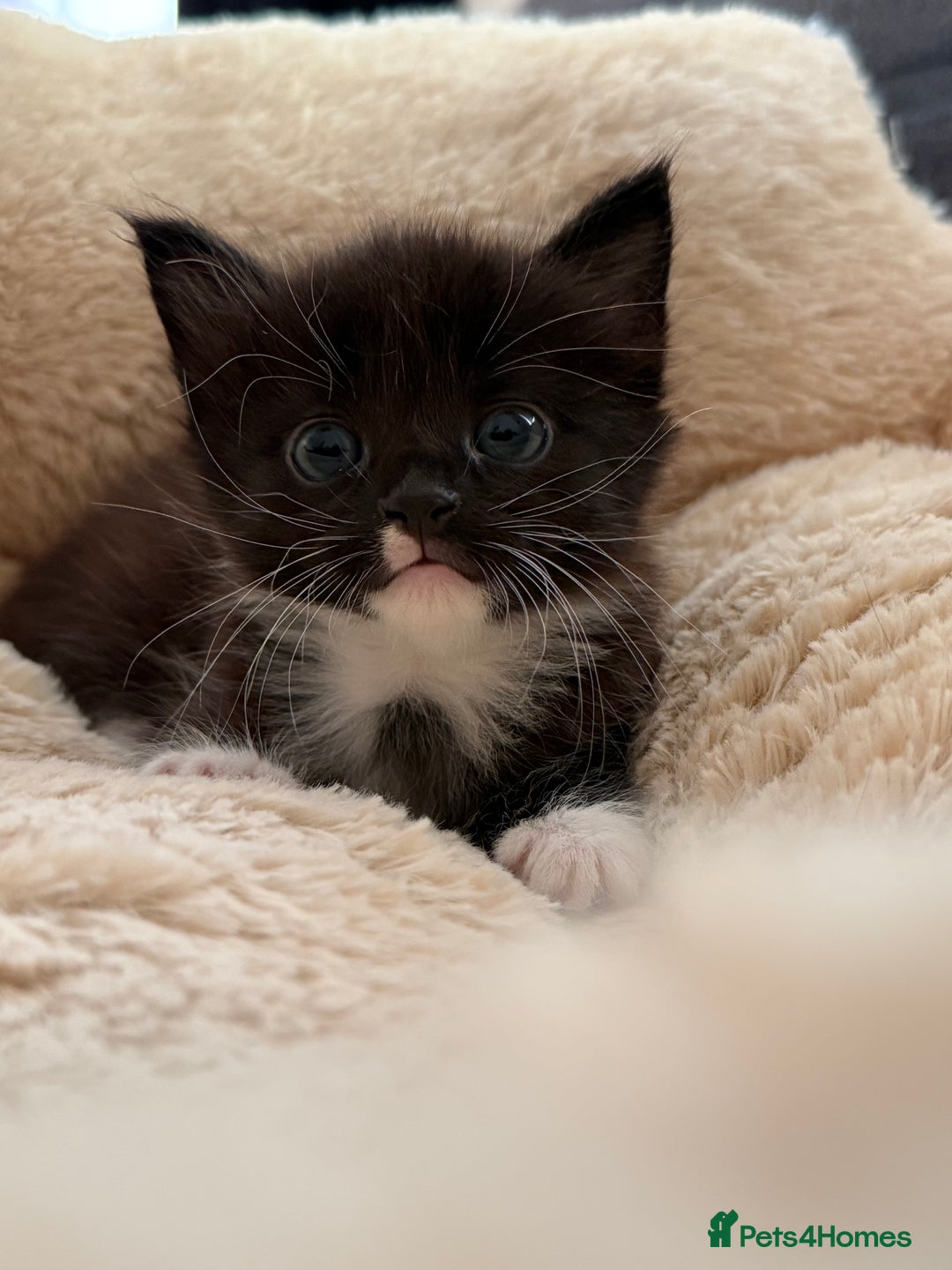 European cats for sale: Hope🐱 - Image 3