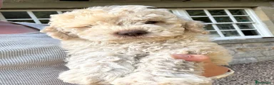 Lagotto Romagnolo 2