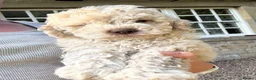 Lagotto Romagnolo dogs for sale: 1 boy left  READY NOW  - Advert 2