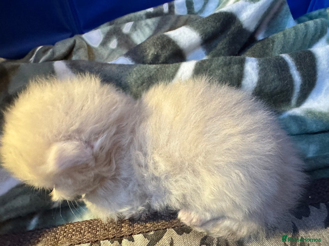 Maine Coon cats for sale: Main coon adorable kittens  - Advert 37