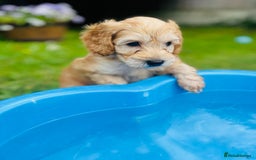 Cockapoo dogs for sale: Exceptional F2 cockapoo puppies available - Image 2