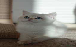 British Shorthair cats for sale: TICA British Shorthair Kittens Champion bloodline in Bedford - Image 15