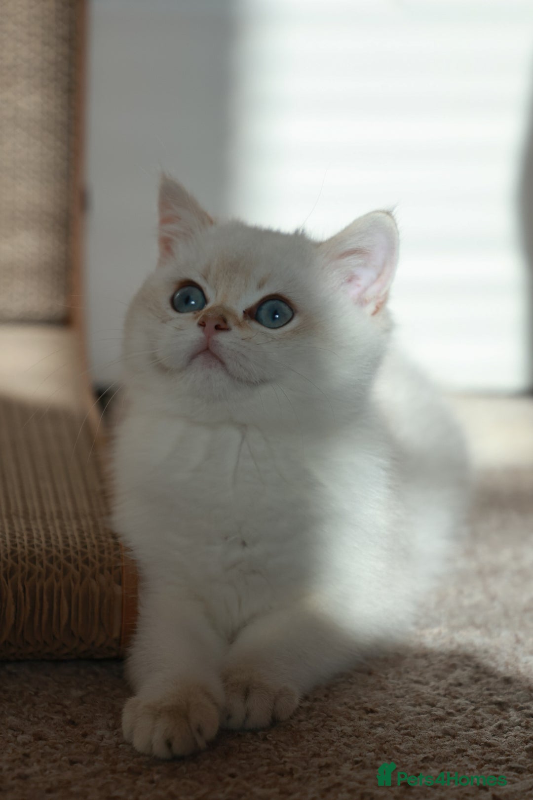 British Shorthair cats for sale: TICA British Shorthair Kittens Champion bloodline in Bedford - Image 15
