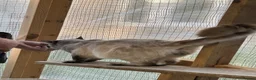 Ragdoll cats for sale: RAGDOLL FULLY HEALTH TESTED GCCF  - Advert 7