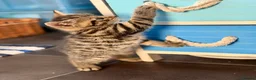 Bengal cats for sale: Beautiful kittens 🐈‍⬛  - Advert 15