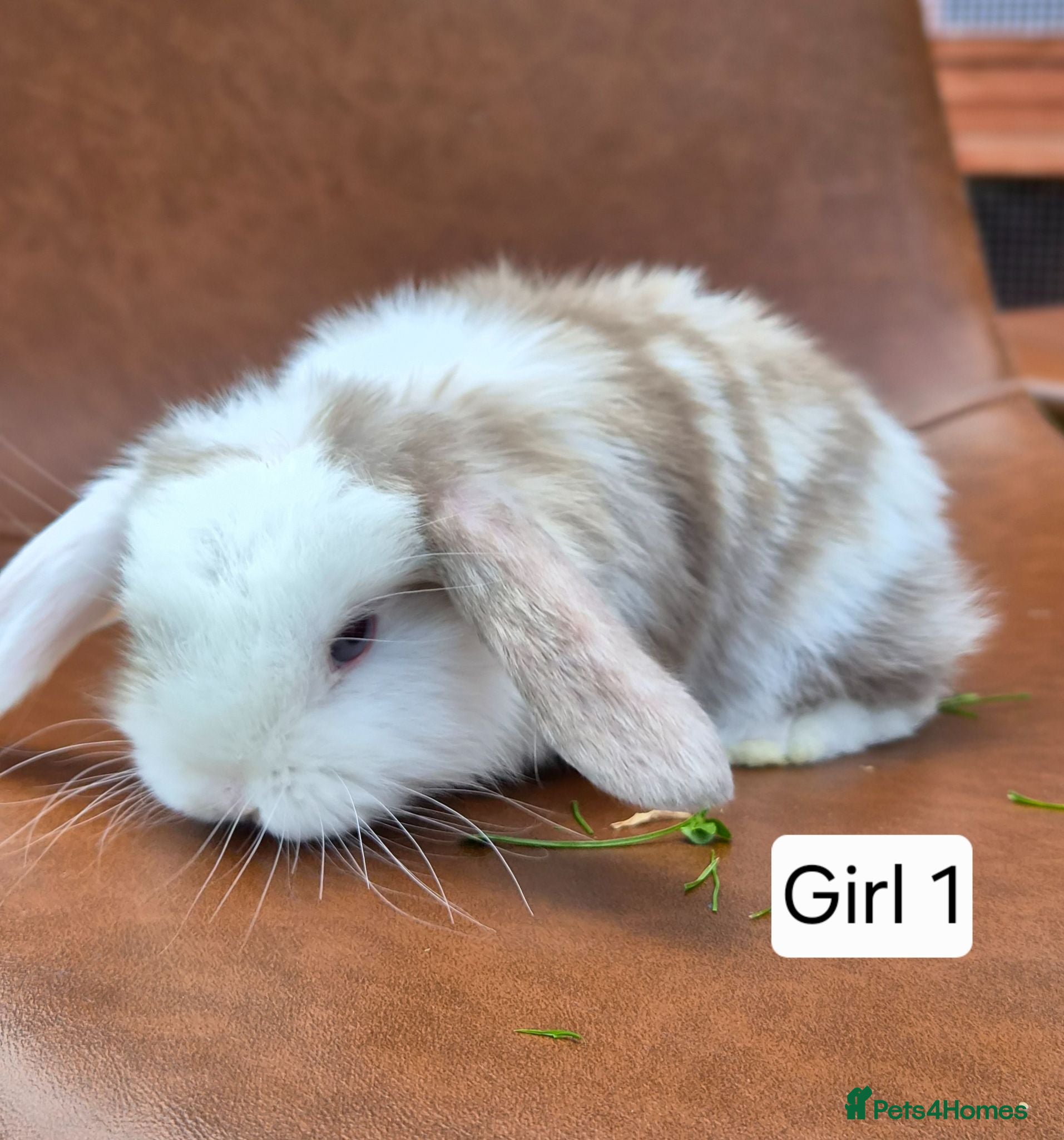 Mini Lop rabbits Beautiful mini lop babies  - Advert 1