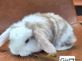 Mini Lop rabbits Beautiful mini lop babies - Advert 1