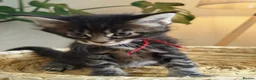 Maine Coon cats for sale: Exceptional Russian Line Maine coons - Advert 8