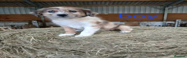 Border Collie 5