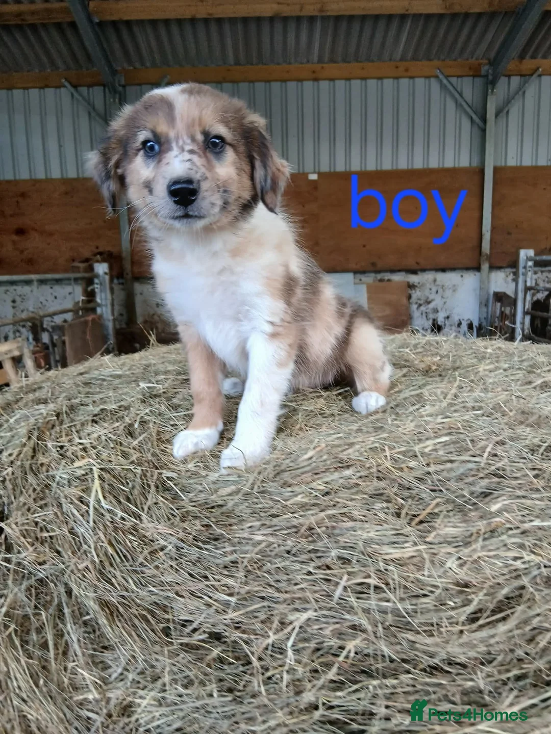 Border Collie dogs for sale: Beautiful border collie puppies  - Advert 2
