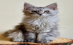 Maine Coon cats for sale: Beautiful pure bread Maine Coon kittens - Image 9