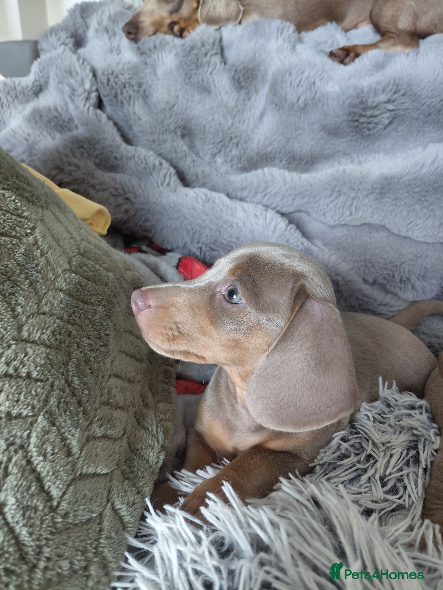 Dachshund dogs Stunning Dachshund Puppies - Advert 3