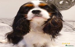 Cavalier King Charles Spaniel dogs for sale: Cavalier Pups – 0.10% COI, Health Tested, KC Reg - Image 2