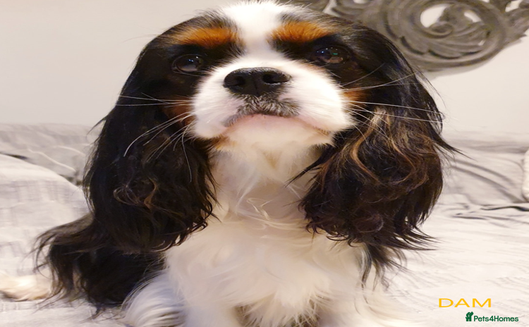 Cavalier King Charles Spaniel dogs - Advert 3