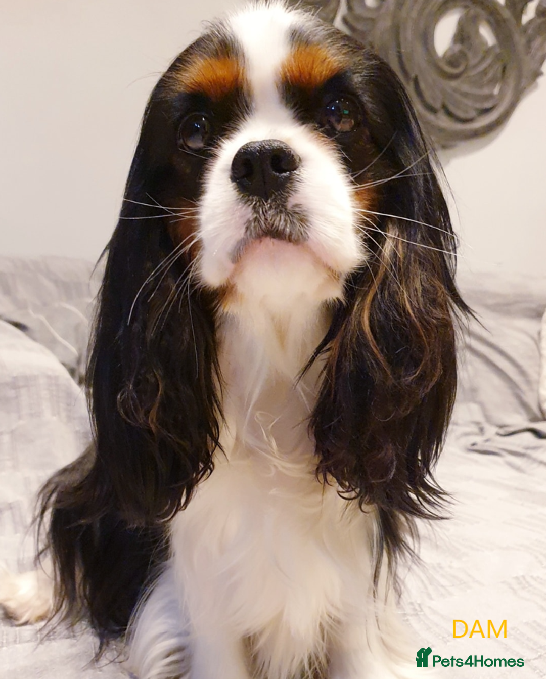 Cavalier King Charles Spaniel dogs for sale: Cavalier Pups – 0.10% COI, Health Tested, KC Reg - Image 2
