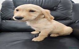 Golden Retriever dogs for sale: Golden retriever puppy - Image 1
