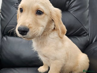 Golden Retriever dogs - Advert 2