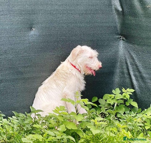 LUNA - a Superb Girl for a Loving Home