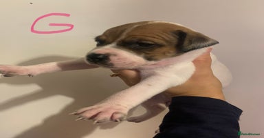 Staffordshire Bull Terrier dogs - Advert 5