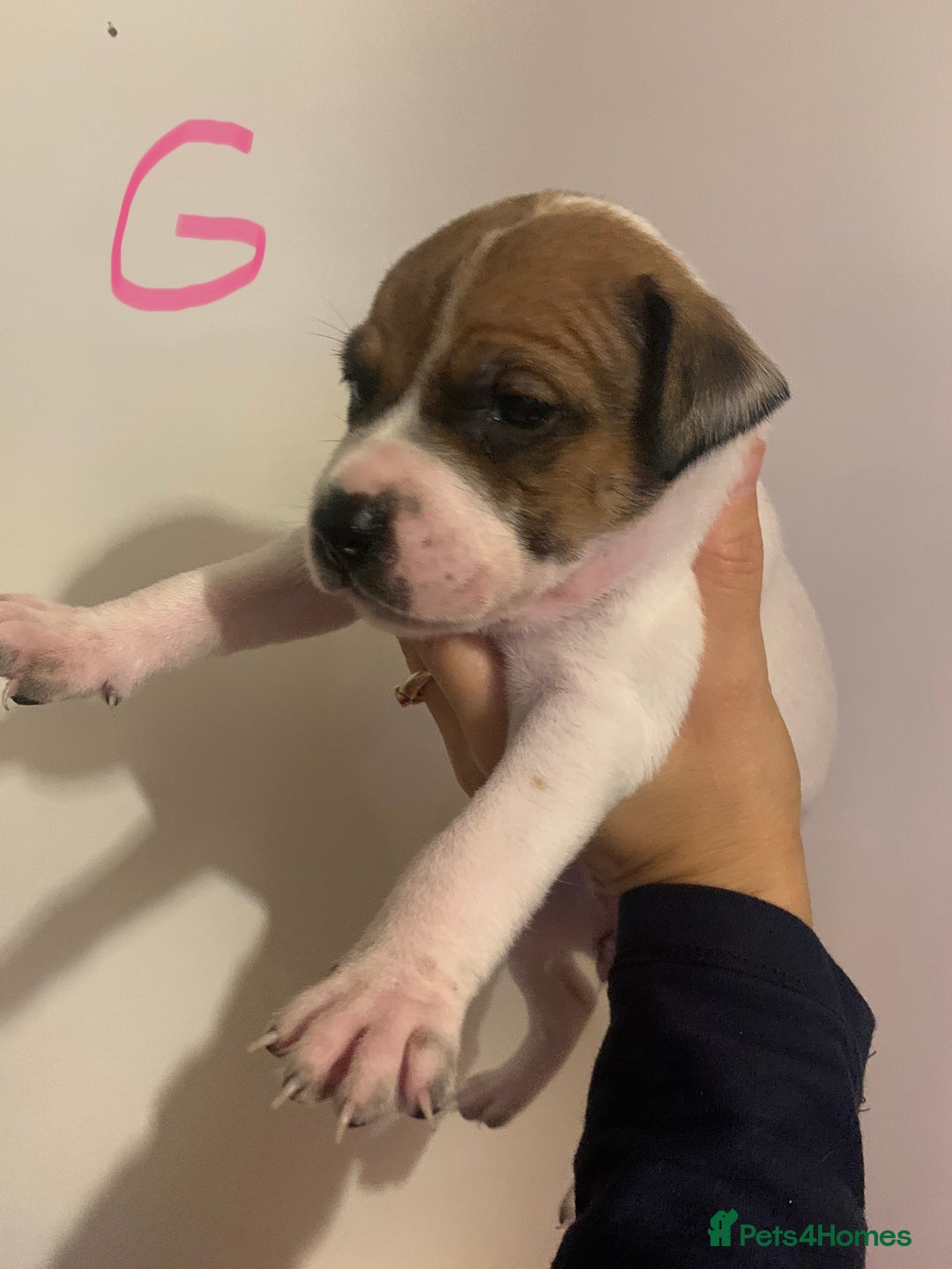 Staffordshire Bull Terrier dogs for sale: Staffordshire Bull Terrier puppies  - Image 3